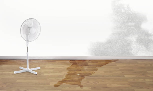 Best Water damage cleanup near me  in Texas City, TX